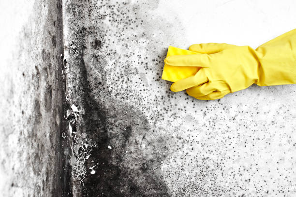 Best Airborne Mold Testing  in Lakeview, NY